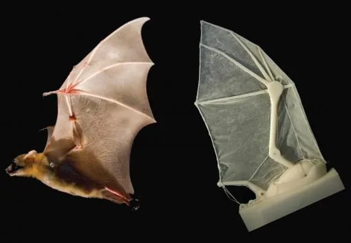 Researchers build robotic bat wing