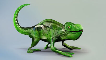 chameleon_video_still2_tcm245-1821841