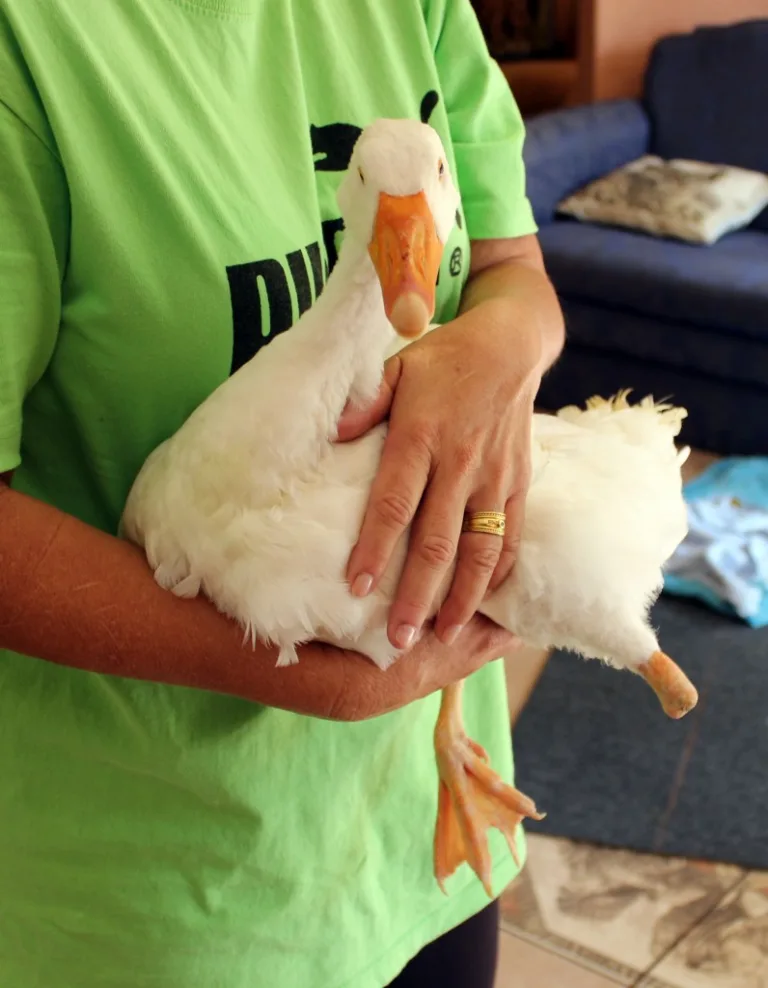 Ozzie has a new 3D printed leg… A Golden Goose, from BunnyCorp