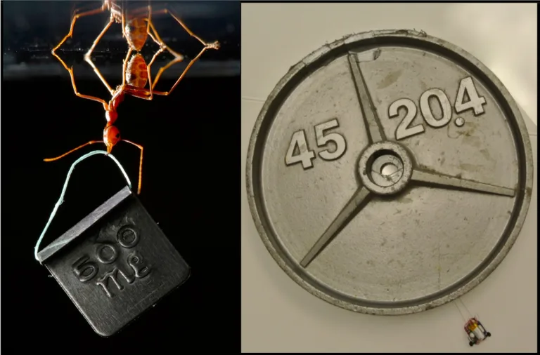 Tiny robots carry up to 2,000 times their own weight!