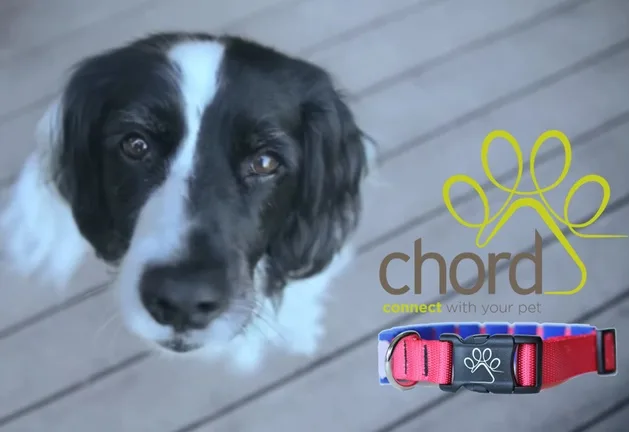 Chord Collar – Pet Wearable on Kickstarter