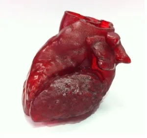 According to Doctors, The Future May Include 3D Printed Parts for Hearts
