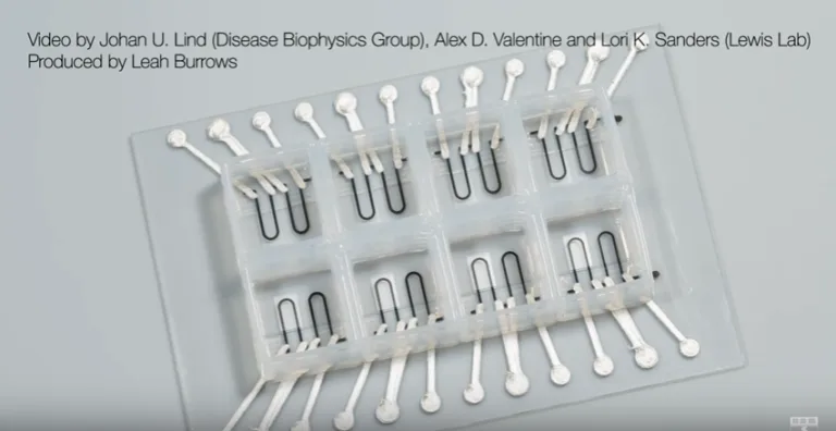 Harvard researchers create the first organ on chip, completely 3D printed