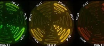 Shedding Light: when Open Source serves the research in biology and bioengineering