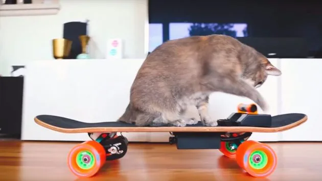 DIY an Electric Skateboard…For Your Cat!