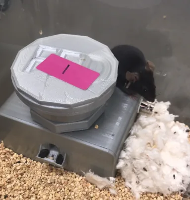 3D Printed Open Source Automated Feeding System