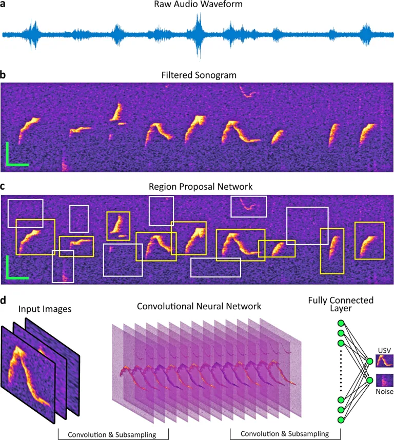 Deep learning deciphers what rats are saying