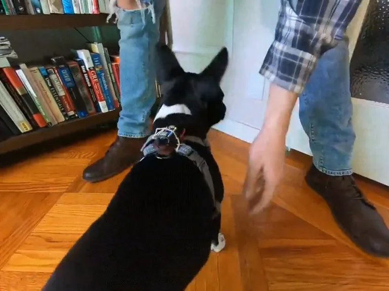 The Mutt Mentor is a Smart Dog Collar