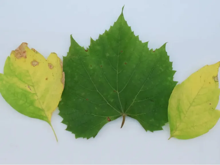 Determining a Plant’s Health with TinyML
